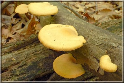 OysterMushrooms50.JPG