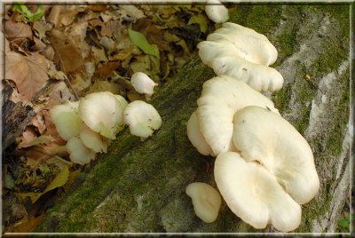 OysterMushrooms70.jpg