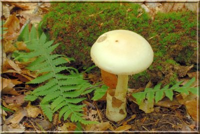 Amanita94.jpg