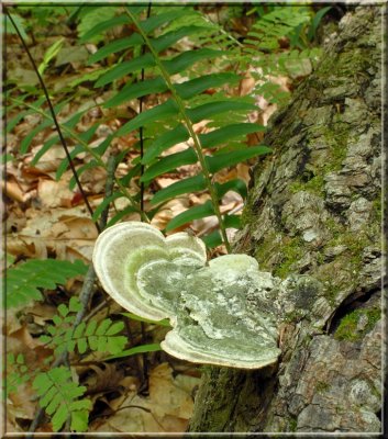 Polypore40.jpg