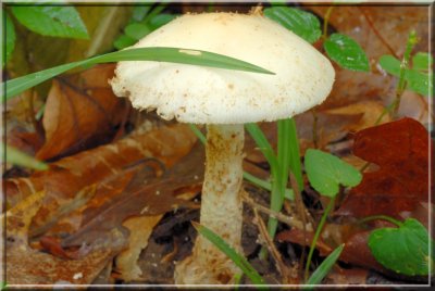 Amanita10.jpg