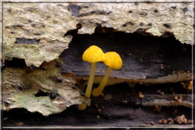 GoldenWaxyCaps68.jpg