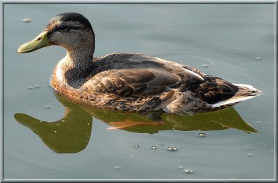 Duck46.jpg