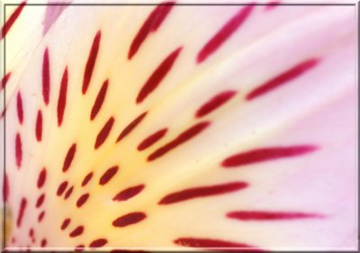 Flowerspots42.jpg