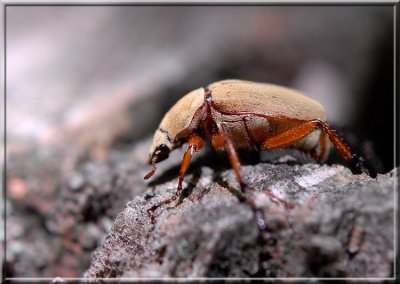 Beetle226.jpg