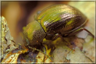 Beetle92.jpg