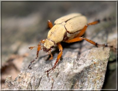 Beetle233.jpg