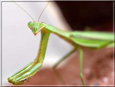 PrayingMantis125.jpg