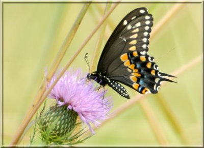 Swallowtail85.jpg