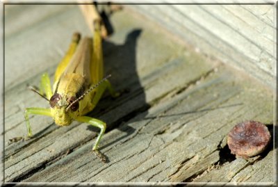 Grasshopper4.JPG