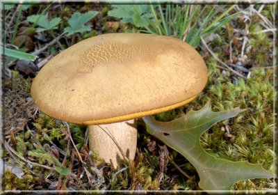 YellowCrackedBolete131.jpg