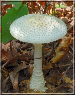 Amanita117.jpg