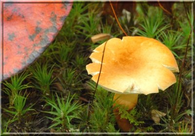 ChestnutBolete13.jpg