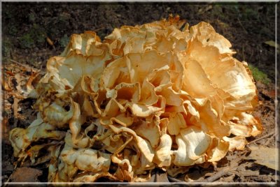 RootingCauliflowerMushroom40.jpg