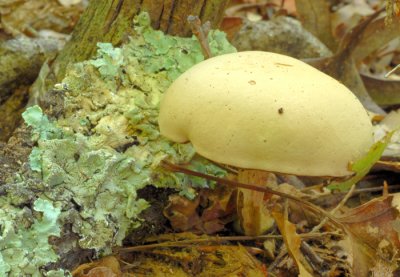 WhiteSuillus46.jpg