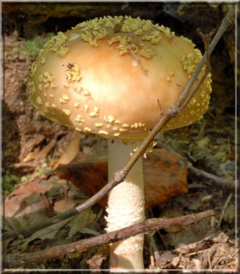 YellowOrangeFlyAgaric10.jpg