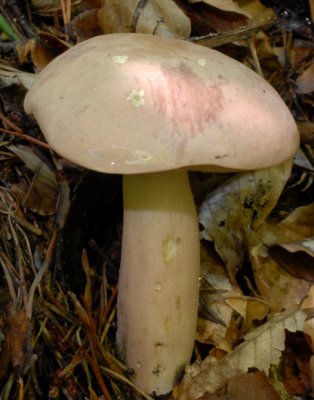 Bolete159.jpg