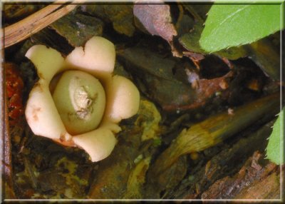 Earthstar Puffball149.jpg