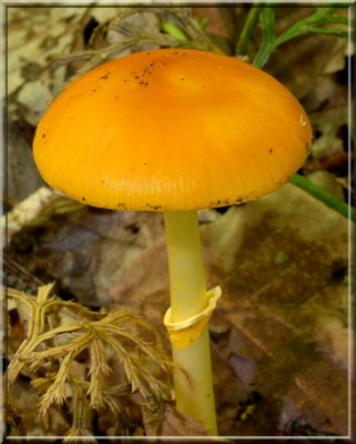 FalseCeasarMushroom186.jpg