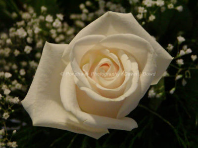 Roses / Rose Related