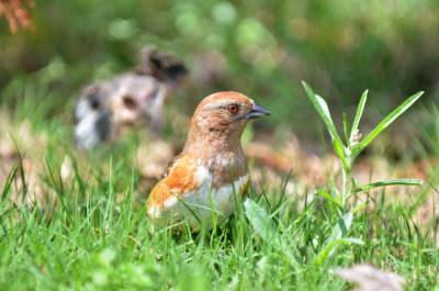 a_bird_family