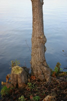 Tree and water