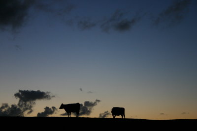 Cows on the dike