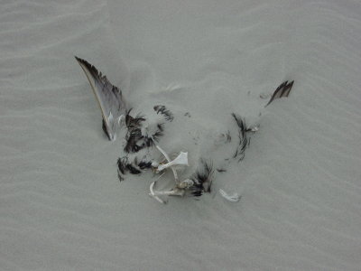 Ex-bird in the sand