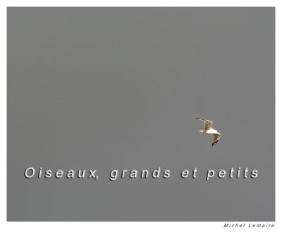 Oiseau 01cw.jpg
