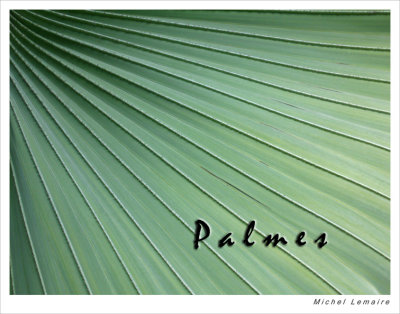 Palmes 01w.jpg