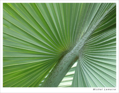 Palmes 05w.jpg