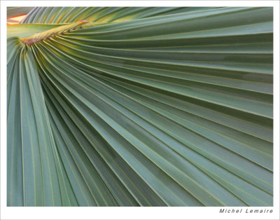 Palmes 06w.jpg