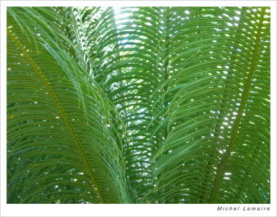 Palmes 11w.jpg