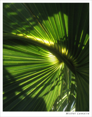 Palmes 15w.jpg