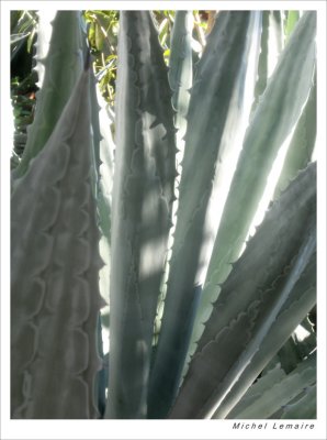 Tropicals