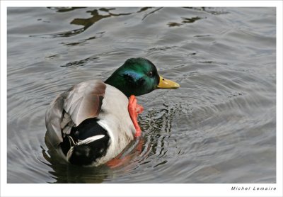 Canard 09w.jpg