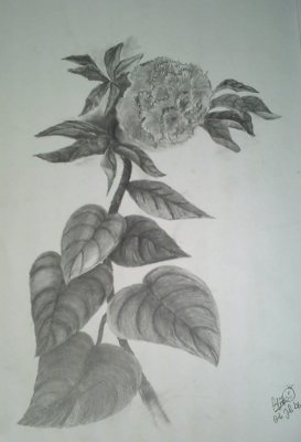 Flower Study - Pencil.jpg