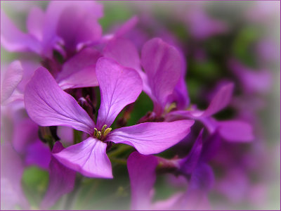 Pretty N Purple