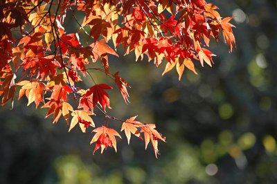 Backlight Through The Maple Leaves