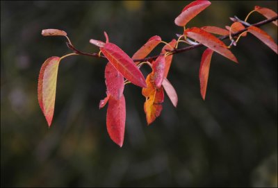 Amelanchier in Autumn