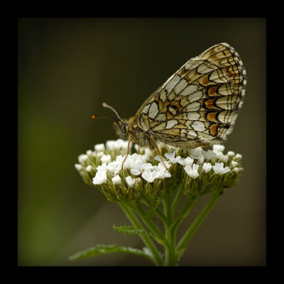  Butterflies 2007