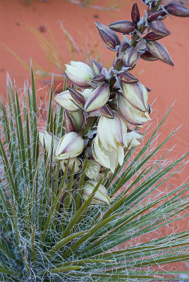 Yucca in Bloom at Horseshoe Bend, April 2013