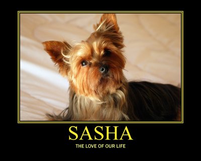 sashabill2.jpg
