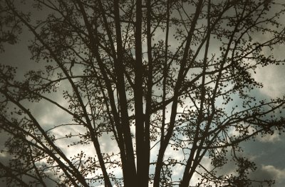 Tree And Sky
