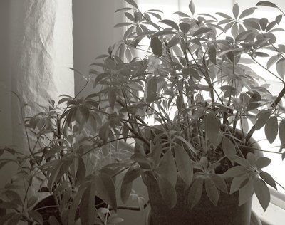 Sarahs Plants