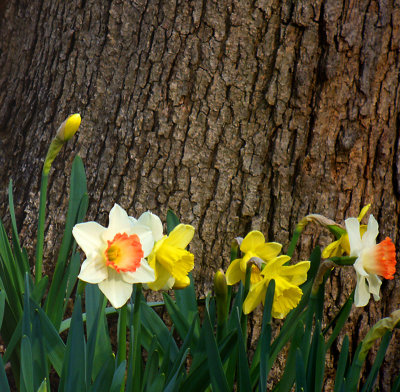 Daffodils And Tree