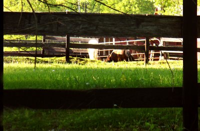 Wooden Fence With Horses