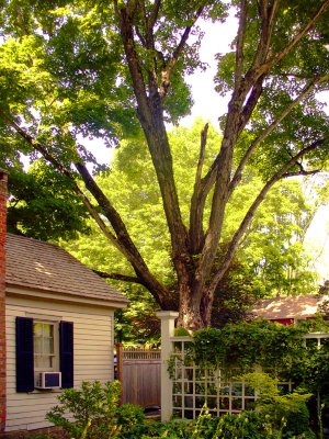 House Aad Tree