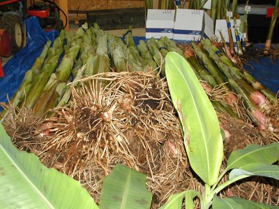 Stored Bananas.jpg