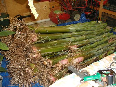 Stored Bananas 2.jpg